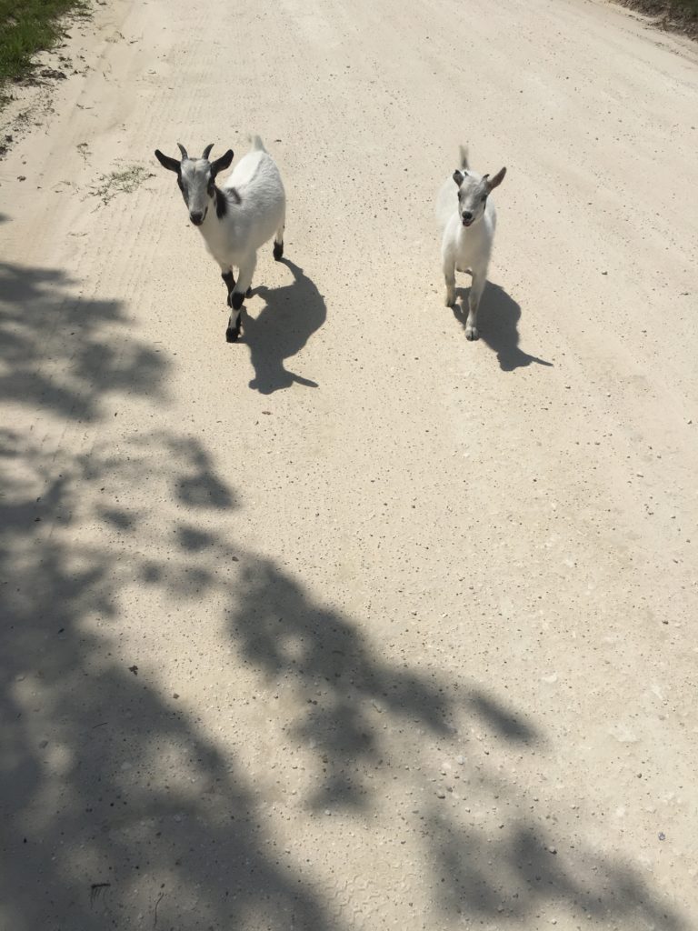 Two white goats at the mini-farm