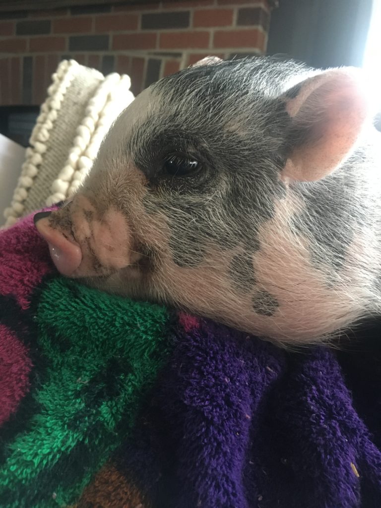 Pot-bellied piglet at the mini-farm