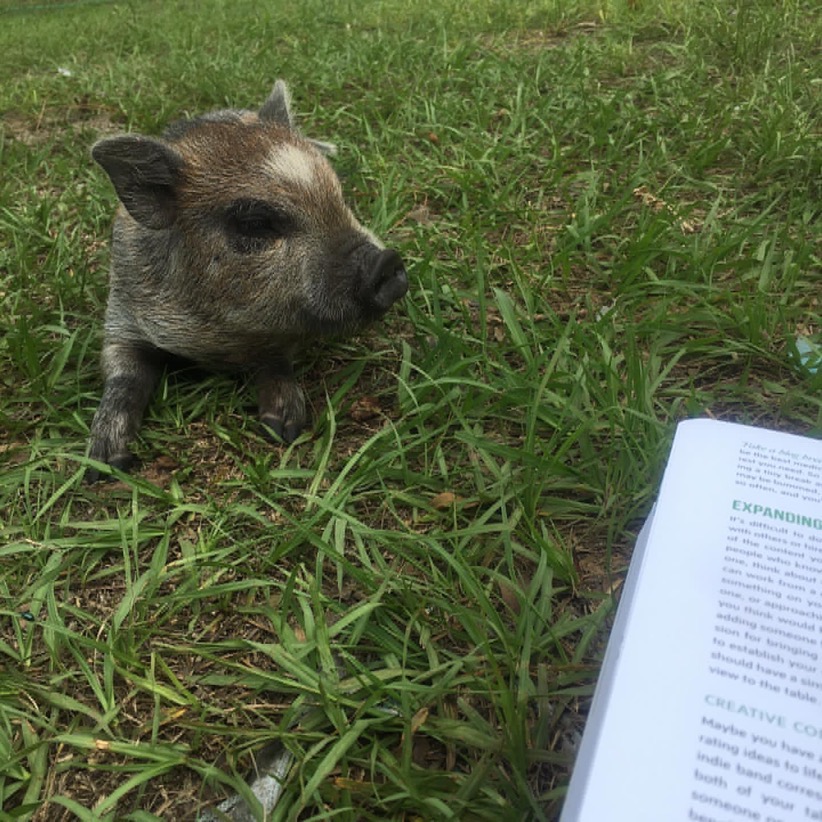 Piglet laying in grass enjoying mini-farm life